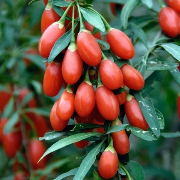 نهال گوجی بری دانه درشت اصلاح شده گلدانی