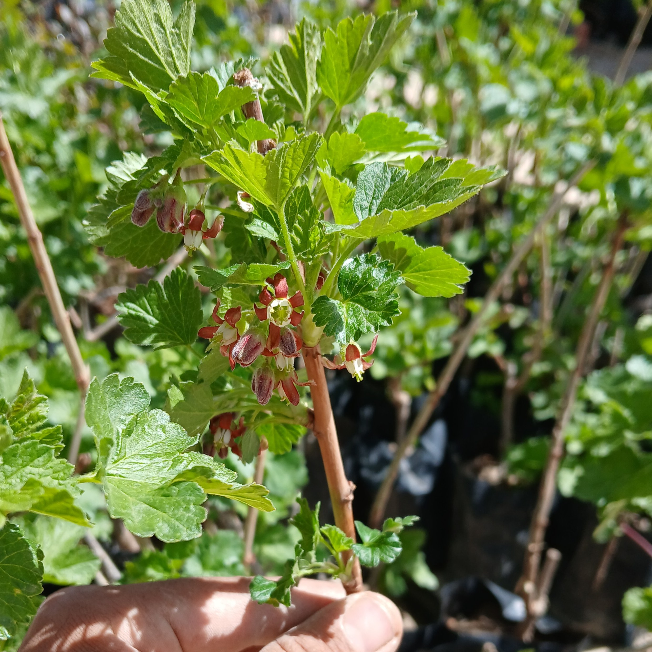 نهال ژوستا بری (کارنت هیبریدی) بالغ و گلدار