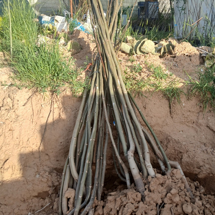 نهال گردو فرنور فرانسوی پیوندی خوشه ای 3 متری پوست کاغذی(گلدانی)