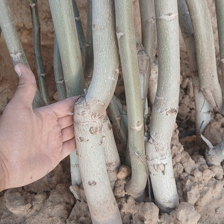نهال گردو فرنور فرانسوی پیوندی خوشه ای 3 متری پوست کاغذی(گلدانی)