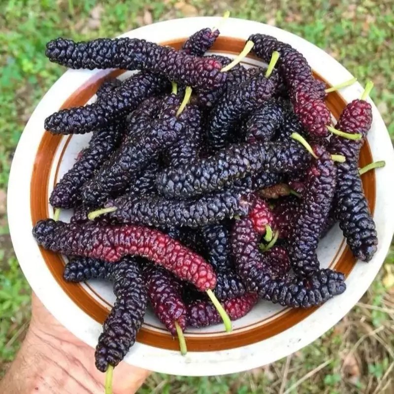 نهال توت موزی سیاه گلدانی پاکستانی اصل با ضمانت