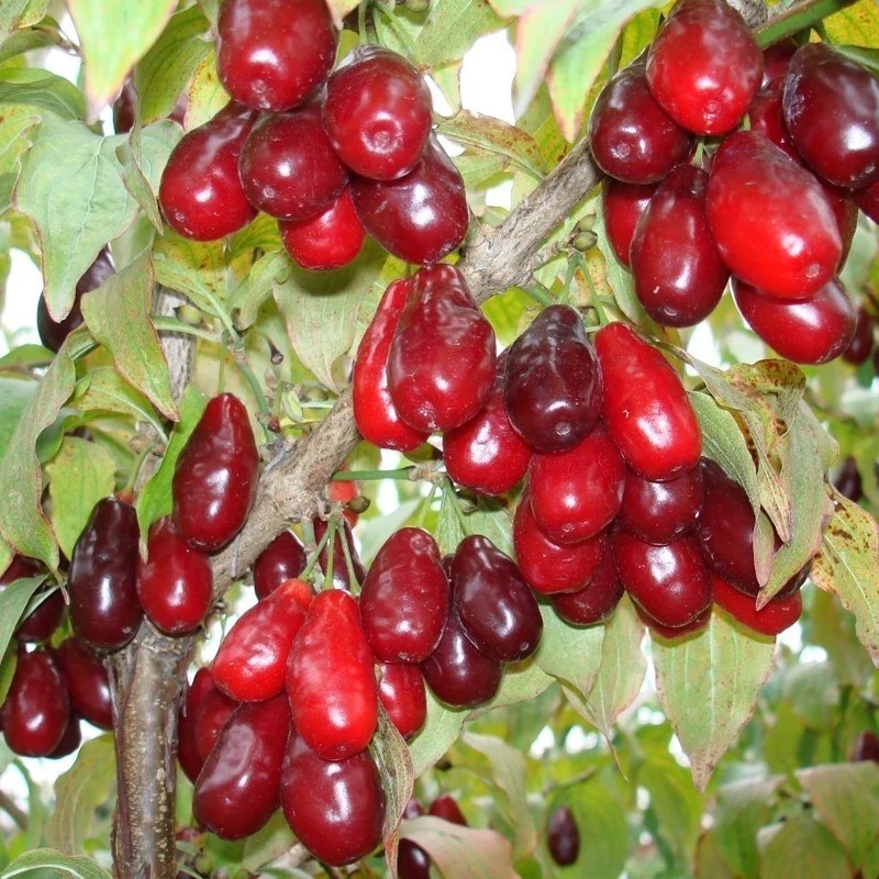 نهال زغال اخته گلابی شکل کانادایی گلدانی 1/5 متری