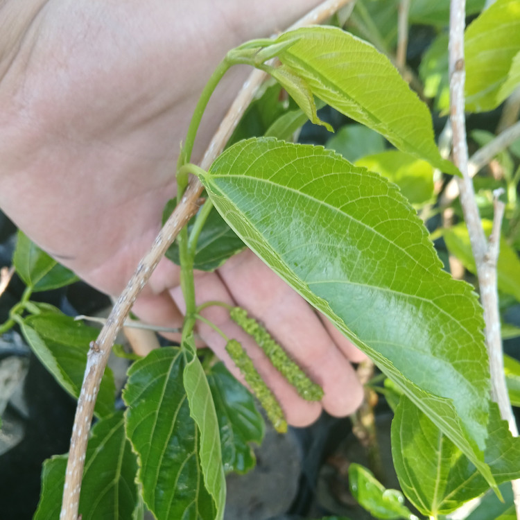 نهال توت موزی سیاه گلدانی پاکستانی اصل با ضمانت