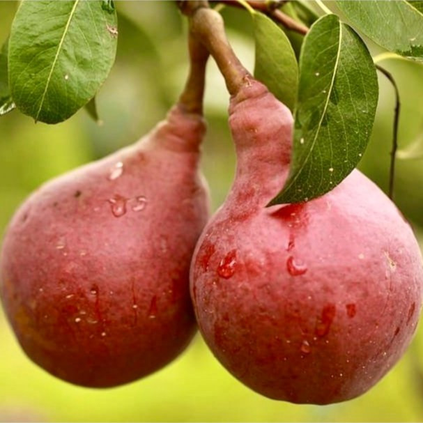 نهال گلابی قرمز رد آنجو پیوندی (گلدانی)