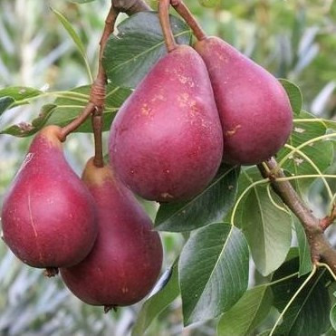 نهال گلابی قرمز رد آنجو پیوندی (گلدانی)