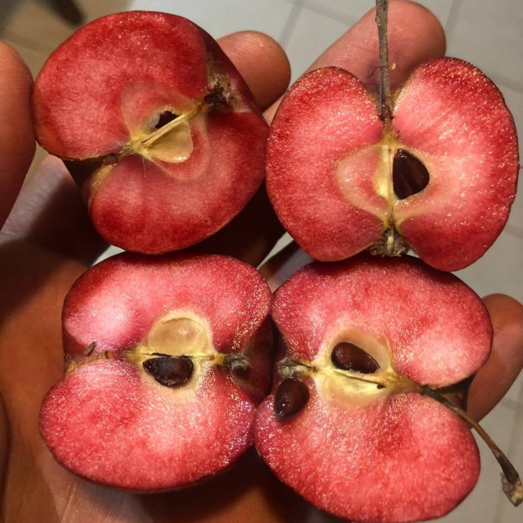 نهال سیب تو سرخ خونی پیوندی (گلدانی)