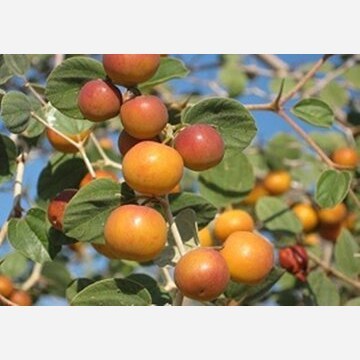 نهال کنار بی هسته پیوندی (گلدانی)