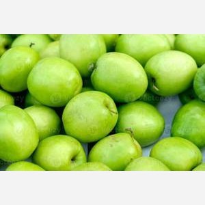 نهال گنار تایلندی میوه درشت (گلدانی)