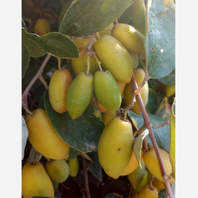 نهال کنار فشنگی (خارکی) پیوندی (گلدانی)