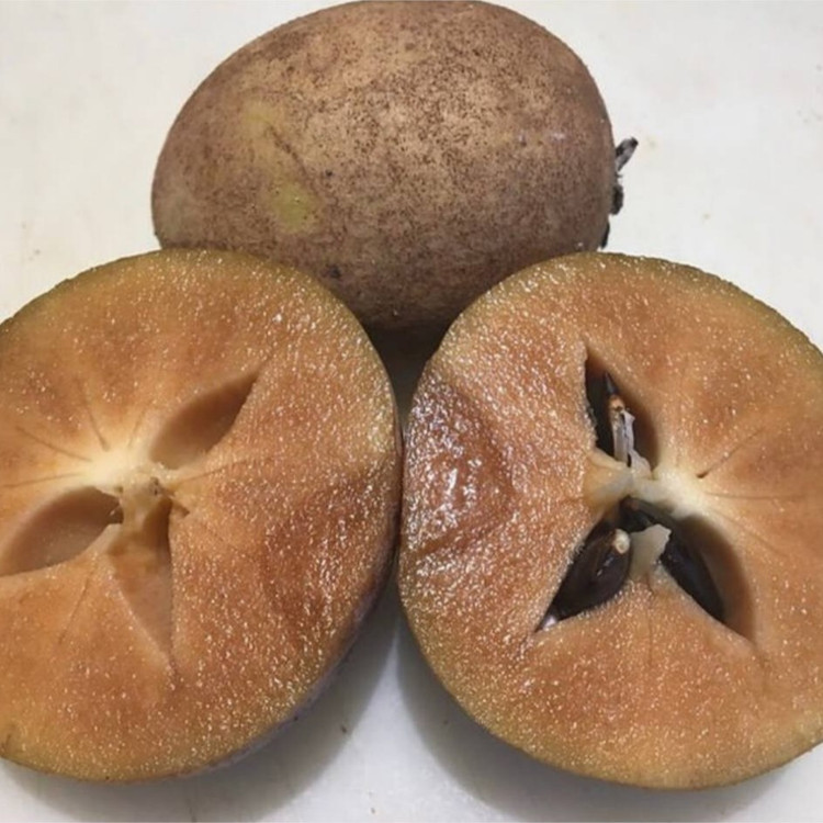 نهال چیکو (ساپودیلا) پیوندی میوه دار (گلدانی)