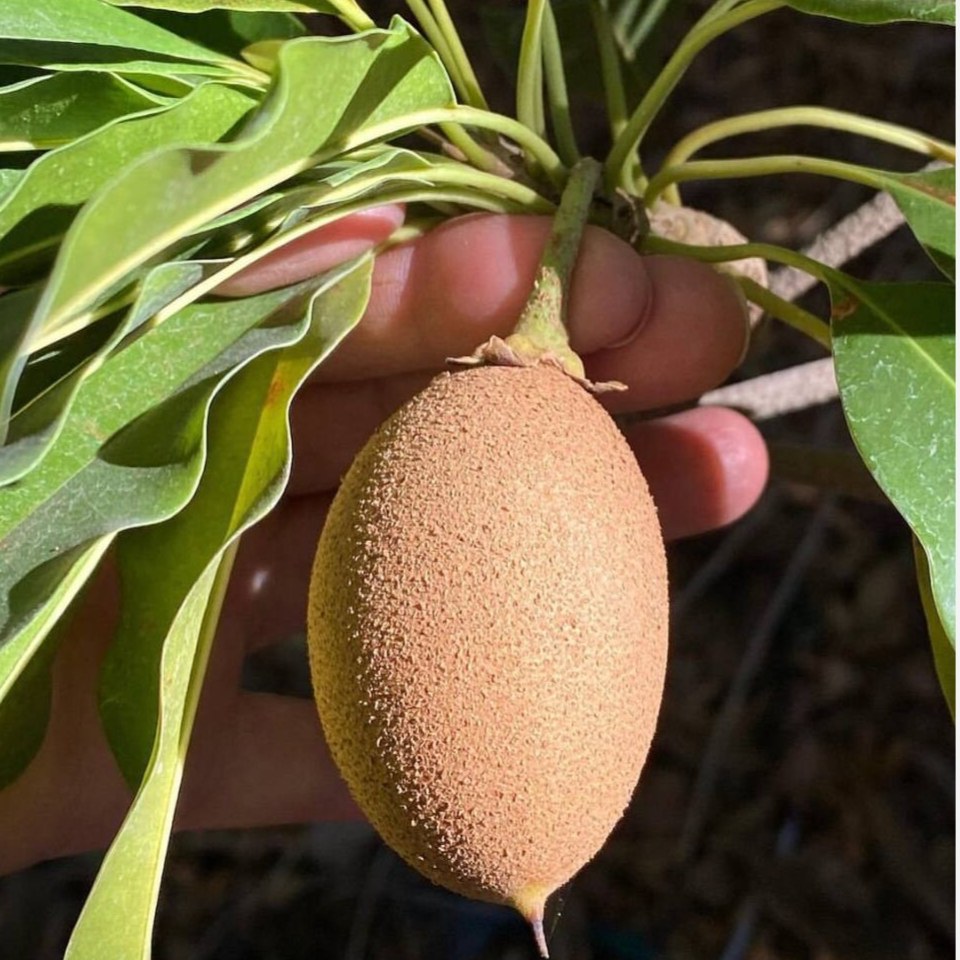 نهال چیکو (ساپودیلا) پیوندی میوه دار  (گلدانی)