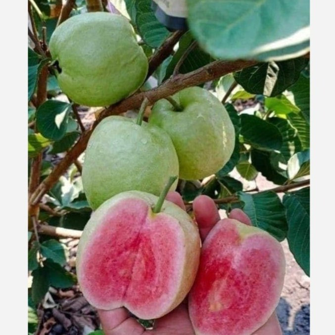 نهال گواو کینگ توسرخ (گلدانی)