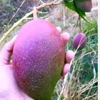نهال انبه هندی پیوندی