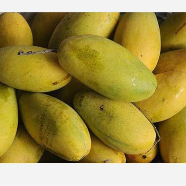 نهال انبه ایتی پاکستانی پیوندی