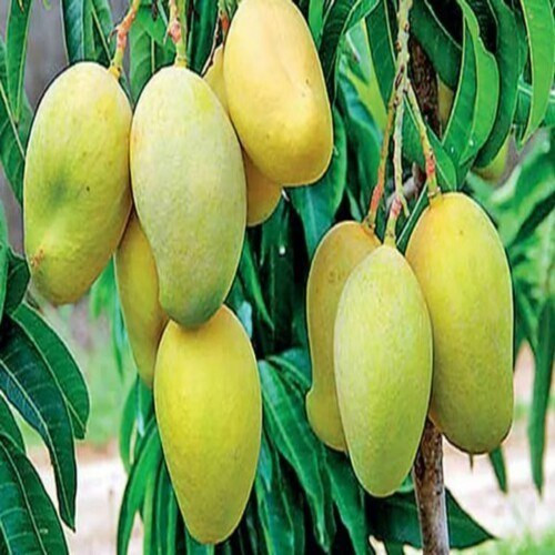 نهال انبه ایتی پاکستانی پیوندی