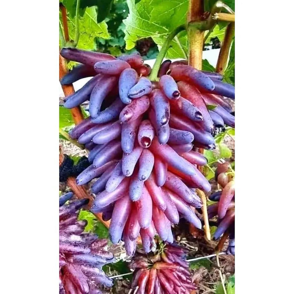 نهال انگور شمشیری قرمز (گلدانی)