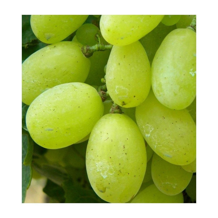 نهال انگور ویکتوریا سبز وارداتی (گلدانی)