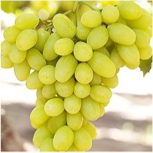 نهال انگور ویکتوریا سبز وارداتی (گلدانی)