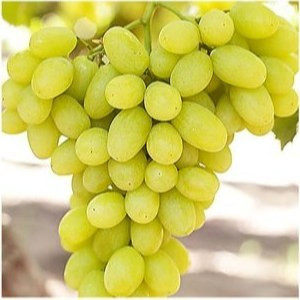 نهال انگور ویکتوریا سبز وارداتی (گلدانی)