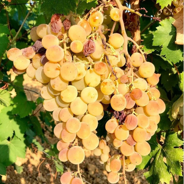 نهال انگور ریبینو بی هسته و عطری (گلدانی)