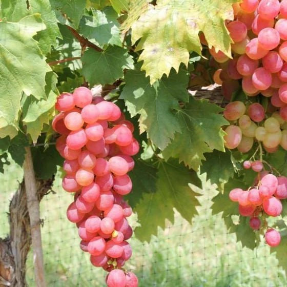 نهال انگور ویکتوریا قرمز وارداتی (گلدانی)