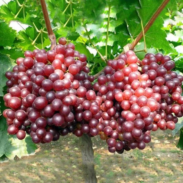 نهال انگور روبی سیدلس وارداتی بدون هسته (گلدانی)