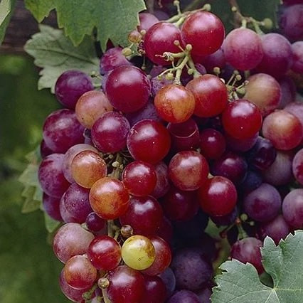 نهال انگور روبی سیدلس وارداتی بدون هسته (گلدانی)