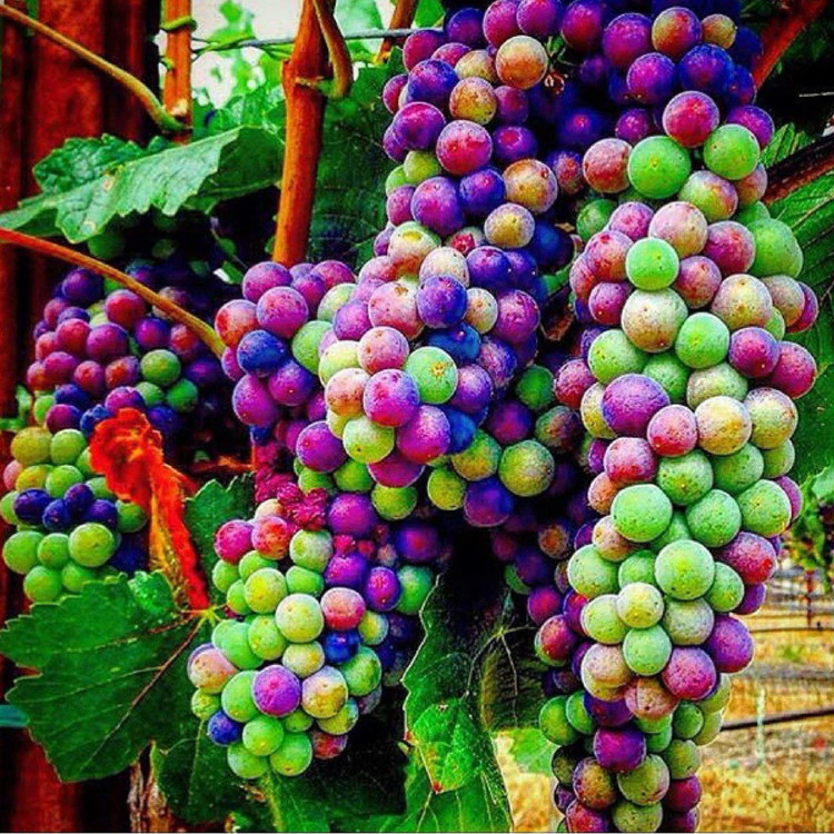 نهال انگور رنگین کمانی وارداتی (گلدانی)