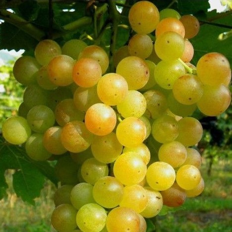 نهال انگور موسکاداین گیالو عطری 1 تا 3 ساله (گلدانی)