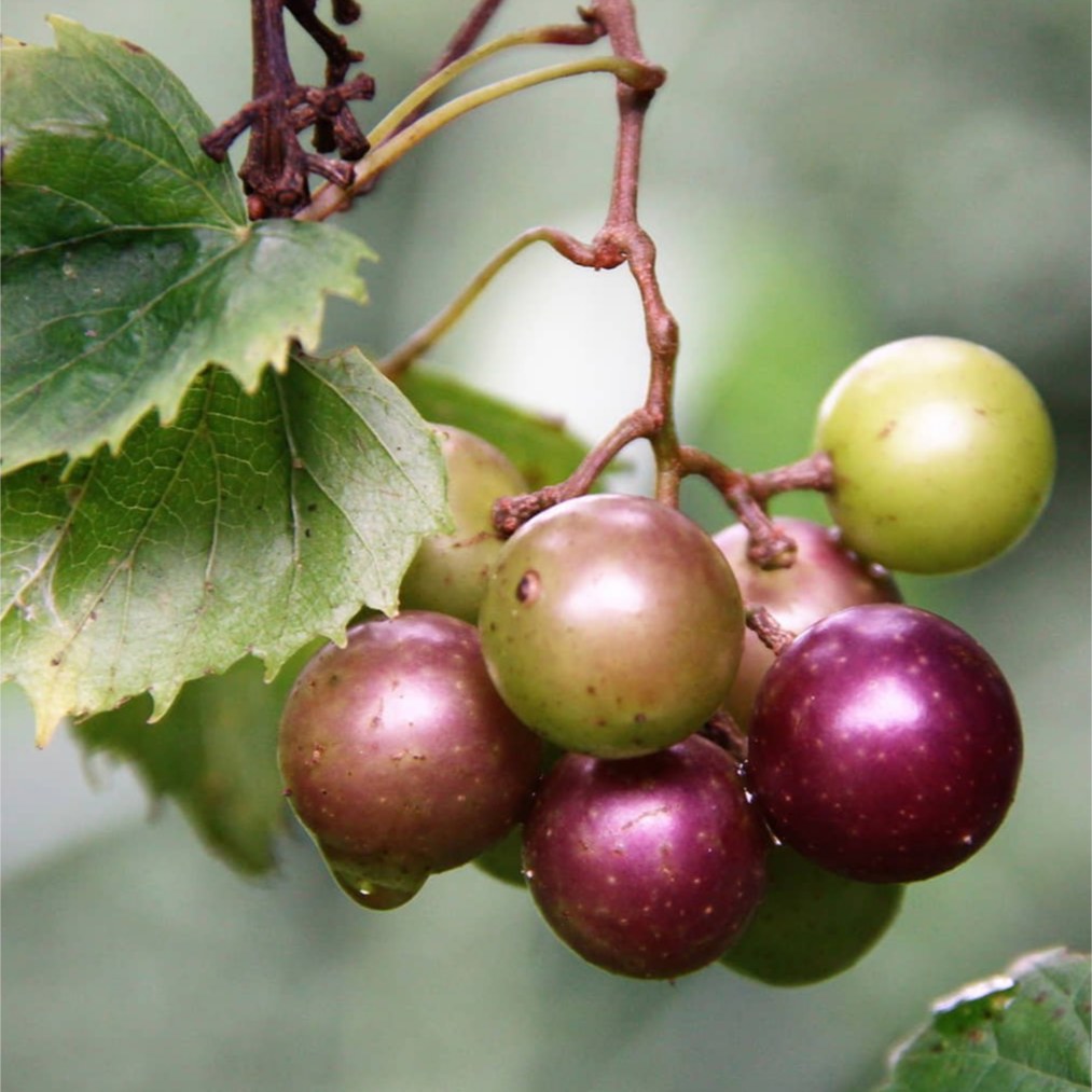 نهال انگور موسکاداین ناسبیت 1 تا 3 ساله (گلدانی)