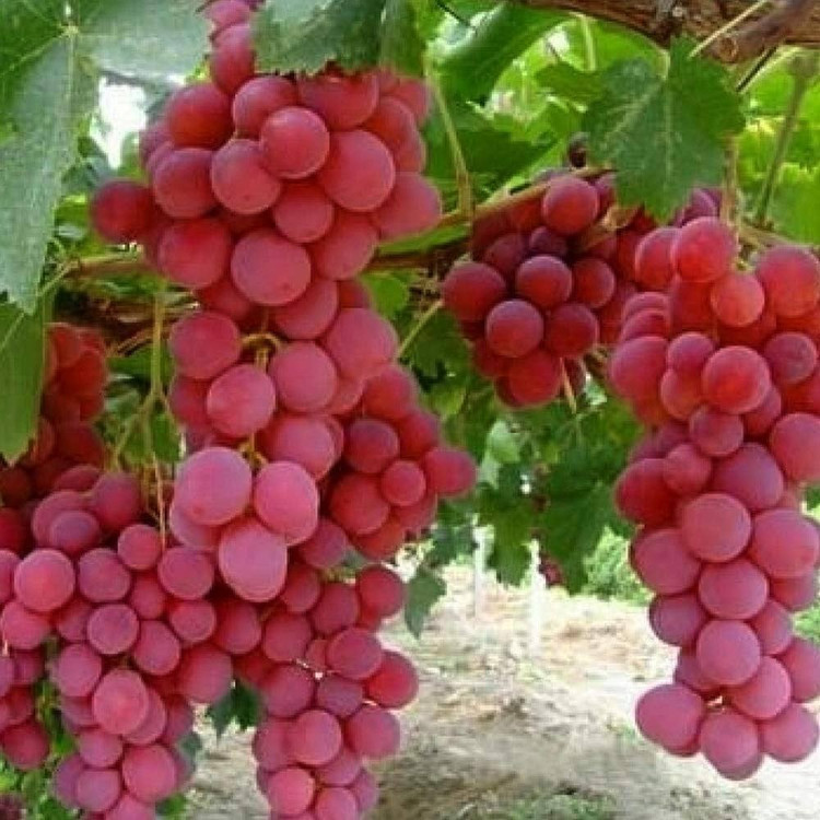نهال انگور آکی کوئین 1تا 3ساله(گلدانی)