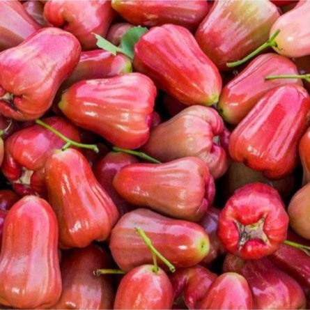 نهال رزاپل قرمز گلدانی دوساله(پسکرایه)