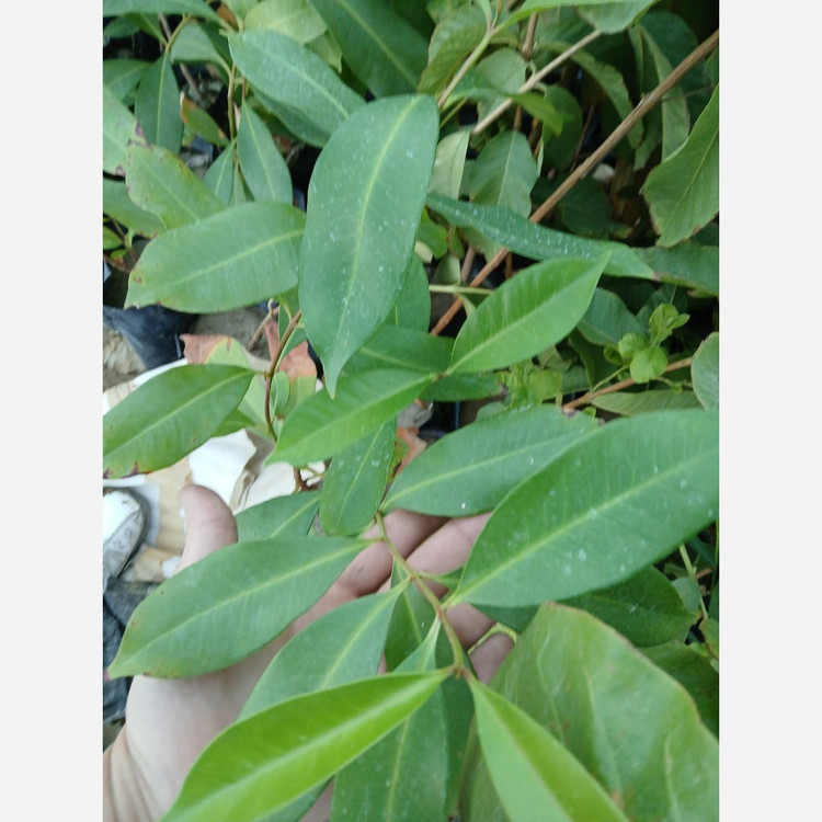 نهال رزاپل قرمز گلدانی دوساله(پسکرایه)