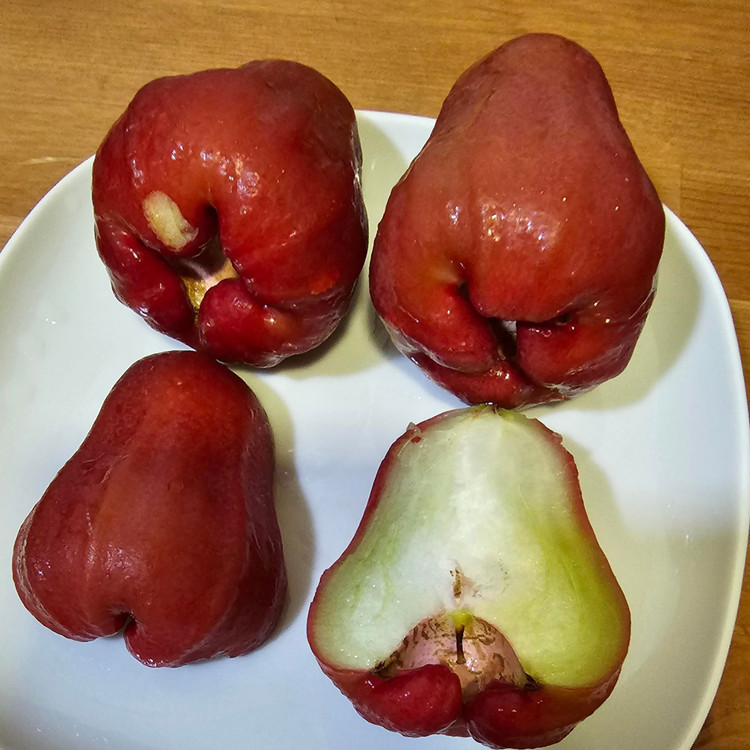 نهال رزاپل قرمز گلدانی دوساله(پسکرایه)