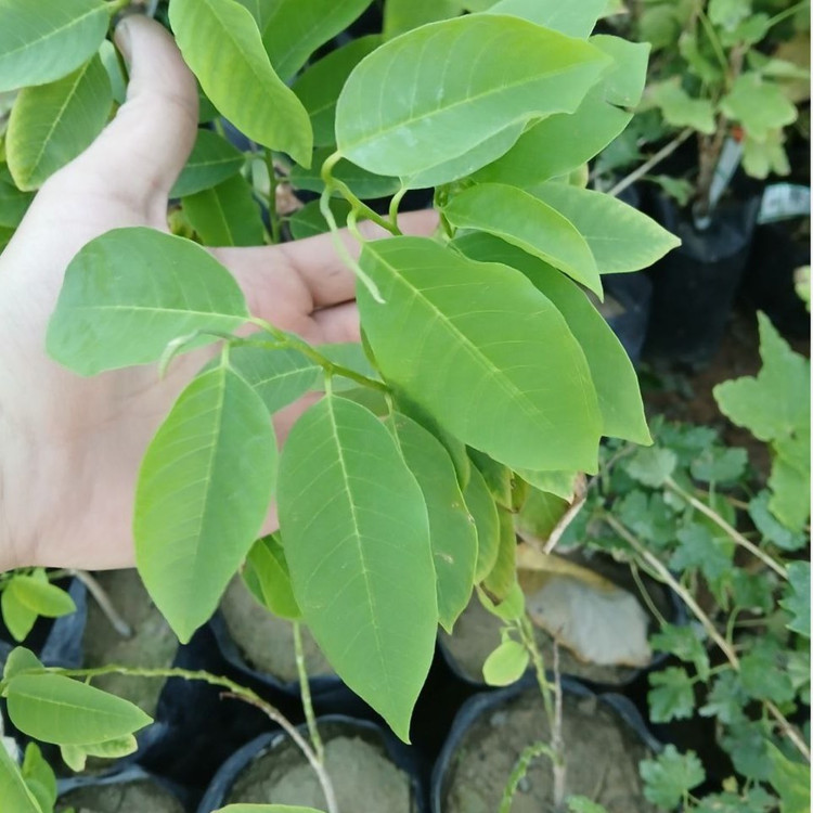 نهال منگوستین تایلندی بنفش دوساله(پسکرایه)