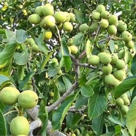 نهال گردو چندلر آمریکایی پیوندی گلدانی 3ساله(پسکرایه)