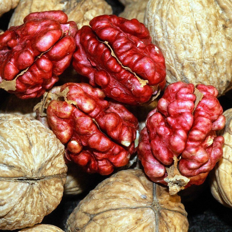 نهال گردو تو سرخ لیورمور اصل گلدانی 3 ساله پیوندی(پسکرایه)