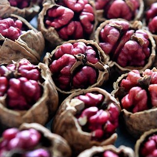 نهال گردو تو سرخ لیورمور اصل گلدانی 3 ساله پیوندی(پسکرایه)