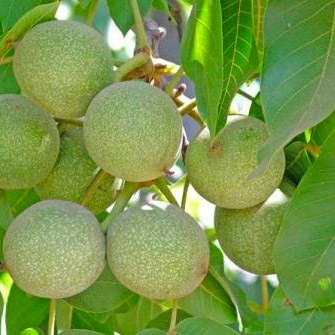 نهال گردو فرنور فرانسوی خوشه ای پیوندی گلدانی 3 ساله(پسکرایه)