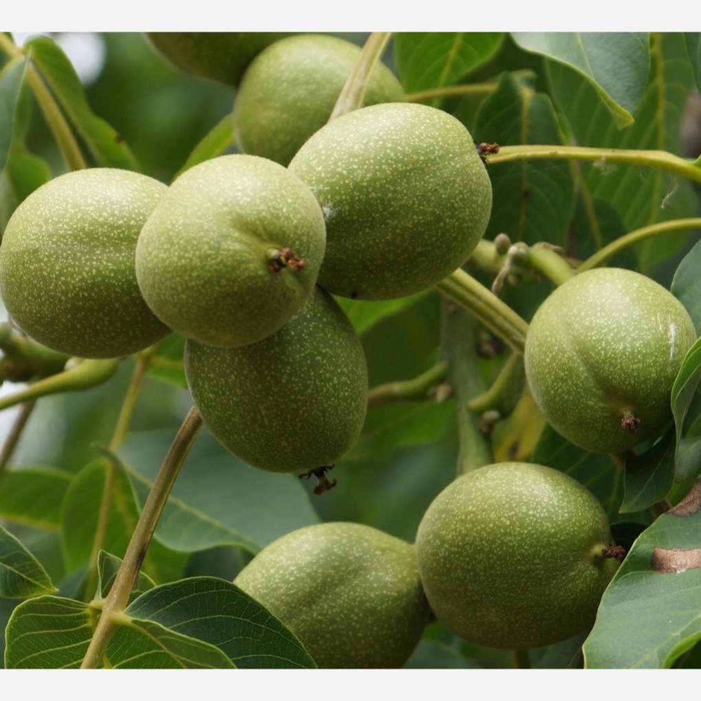 نهال گردو فرنور فرانسوی خوشه ای پیوندی گلدانی 3 ساله(پسکرایه)