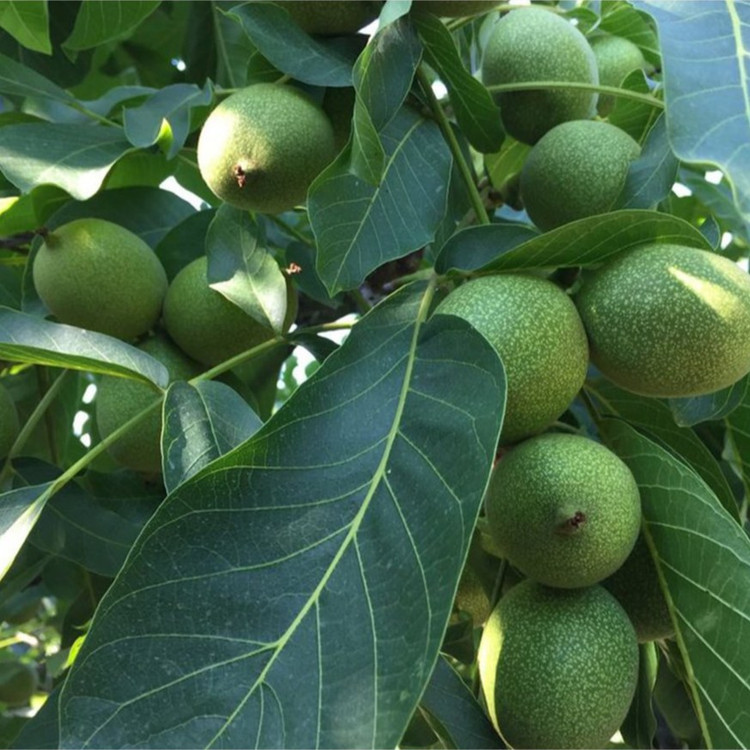 نهال گردو فرنور فرانسوی خوشه ای پیوندی گلدانی 3 ساله(پسکرایه)