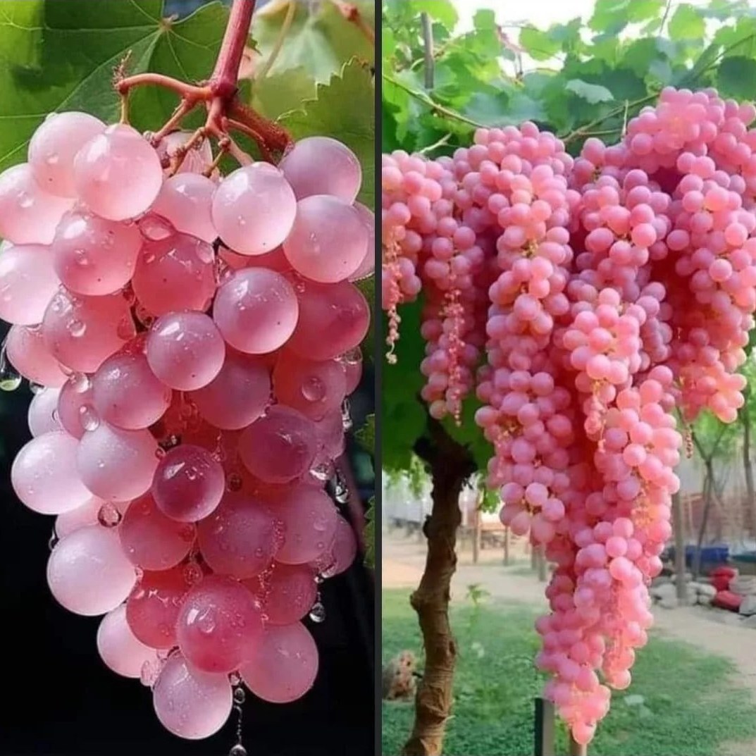 نهال انگور صورتی کوشو ژاپنی وارداتی گلدانی