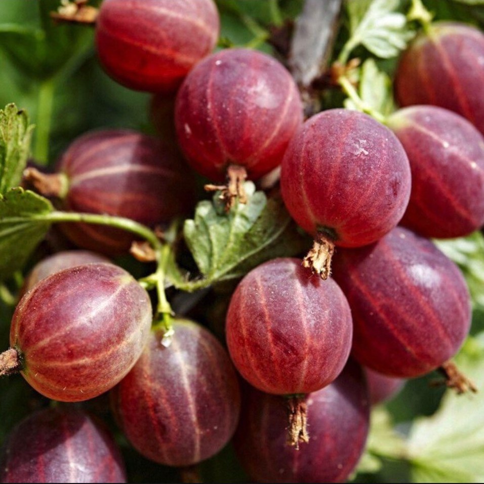 نهال انگور فرنگی یا گوسبری بنفش(پسکرایه)