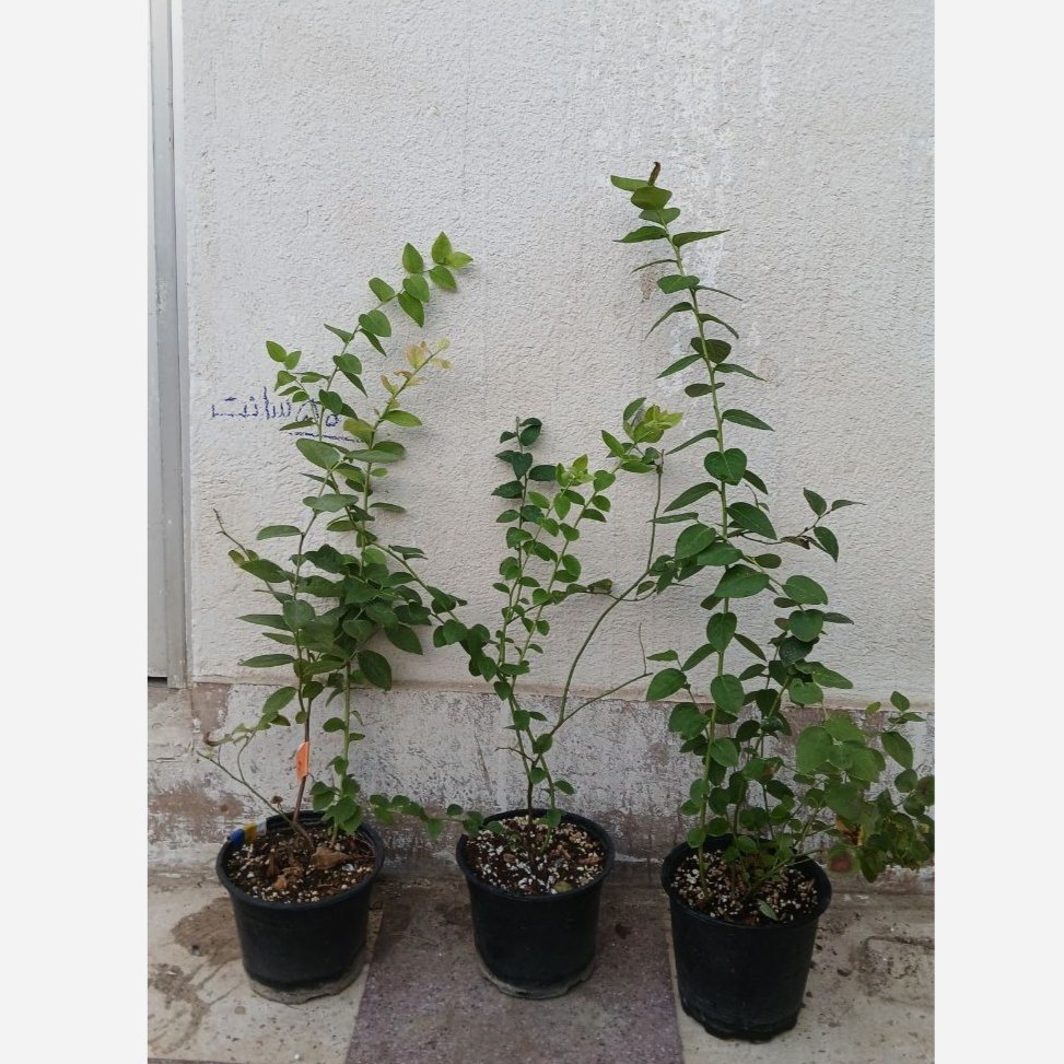 نهال بلوبری دوساله گلدانی (پسکرایه)