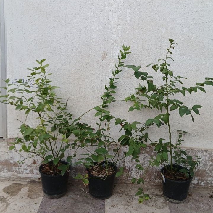 نهال بلوبری گلدانی 2/5ساله(پسکرایه)