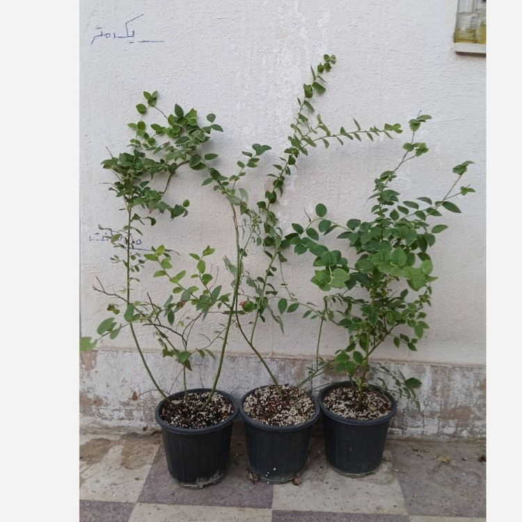 نهال بلوبری گلدانی 3/5ساله (پسکرایه)