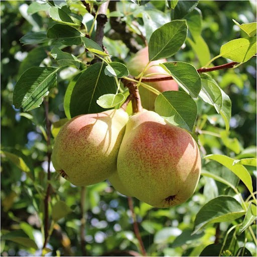 نهال گلابی کامیک پیوندی (پسکرایه)