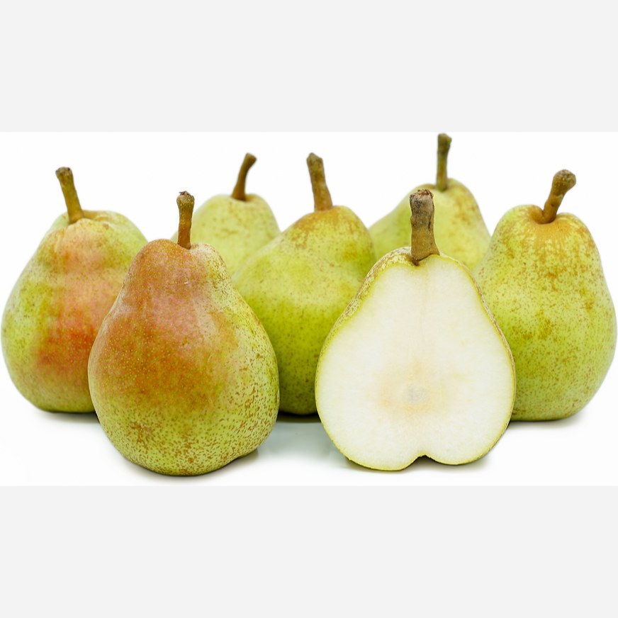 نهال گلابی کامیک پیوندی (پسکرایه)