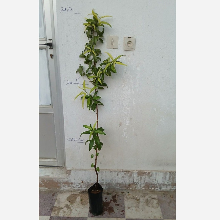 نهال هلو تو سرخ خونی پیوندی اصل (گلدانی)(پسکرایه)