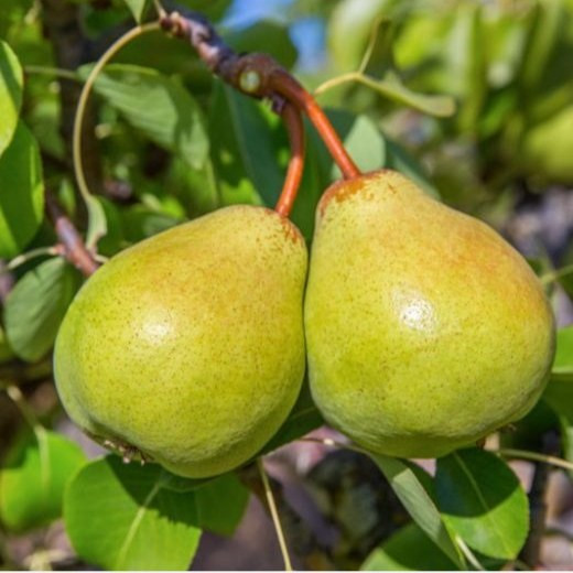نهال گلابی کامیک پیوندی (پسکرایه)